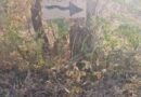 Motšofadi o thopilwe, a bethwa gomme a gapeletšwa go bolla