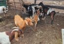 Mahodu a nyametše le dipudi